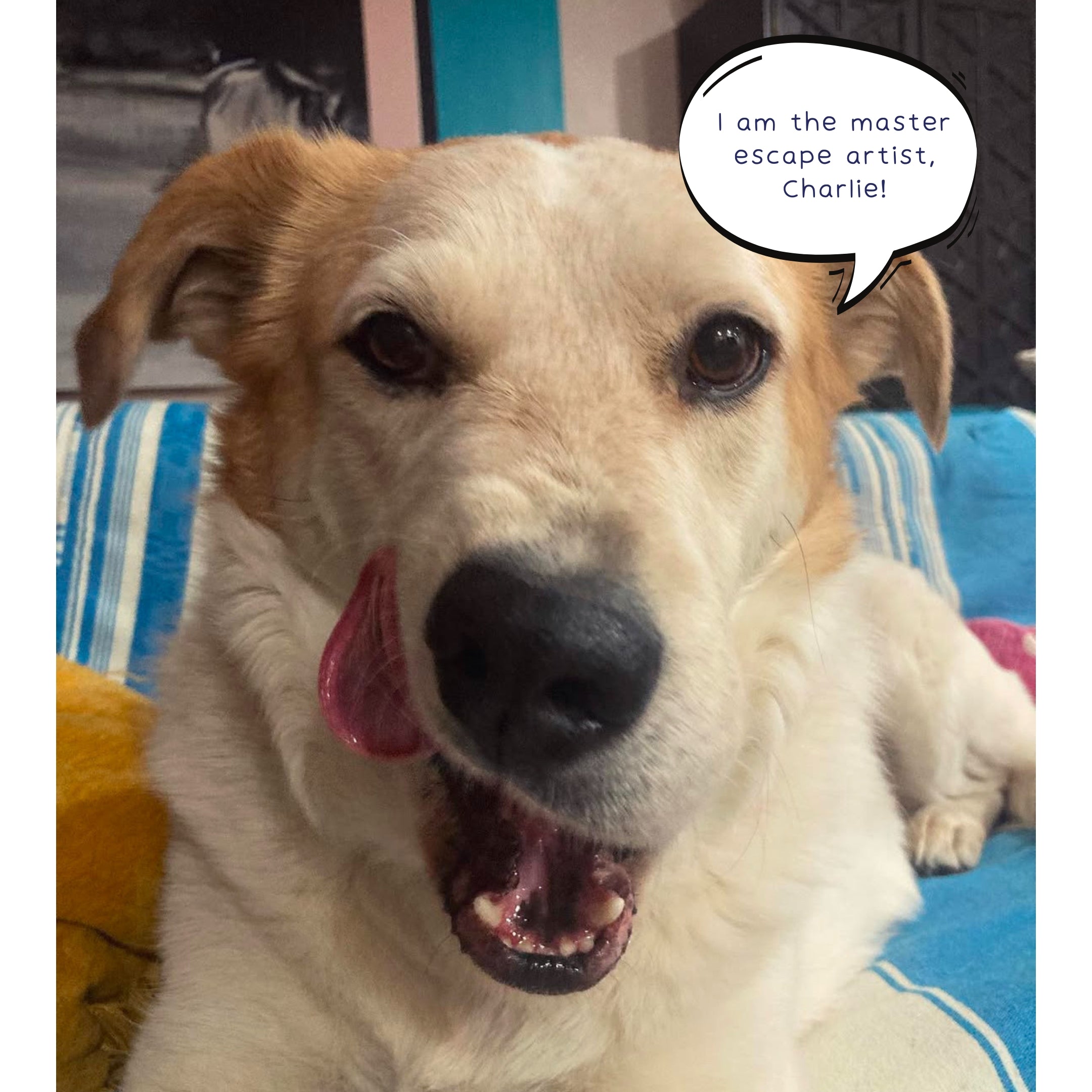 Chasing Charlie Modern Geometric Wallpaper - Wallpaper | Victoria Bright Home - Colorful Modern Wallpaper For Your Home - - bedroom,black,black and white,blue,dining,kitchen,living,modern,office,red,traditional